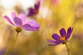 Artistic image of garden flowers. Purple flowers on a yellow toned background. Selective soft focus.