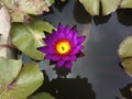 Lotus Flower Royalty Free Stock Photo