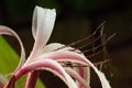 Artistic image of rain drops on lily flower petals Royalty Free Stock Photo