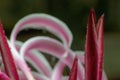 Artistic image of rain drops on lily flower petals Royalty Free Stock Photo