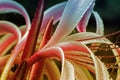 Artistic image of rain drops on lily flower petals Royalty Free Stock Photo