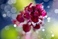 Artistic image red basil flower seedling with bokeh Royalty Free Stock Photo