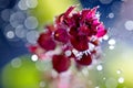 Artistic image red basil flower seedling with bokeh