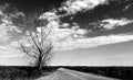 artistic landscape image of large dead tree along rural dirt road in monochrome finish