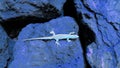 Artistic light blue lizard on dark blue boulders Royalty Free Stock Photo