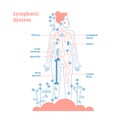 Artistic lymphatic system anatomical vector illustration diagram poster, decorative and elegant medical scheme with lymph nodes.