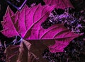 Artistic macro image of sunlit transparent purple maple tree leaf