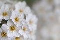 Peach flower macro photo in summer