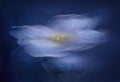 Artistic macro shot of beautiful mystic blue tulip petal over blue background. Glowing magik flower