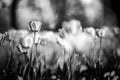 Artistic nature background, closeup black and white spring tulips blooming Royalty Free Stock Photo