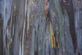 Vibrant Multicolor Tree Bark Texture, Rainbow Eucalyptus (Eucalyptus deglupta) Royalty Free Stock Photo