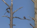 Mr and Mrs Osprey Posing in a Dead Pine Tree Royalty Free Stock Photo