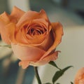 Artistic orange rose in the room Royalty Free Stock Photo