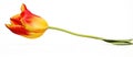 Artistic painting of a yellow and red tulip with green stem on white background Royalty Free Stock Photo