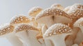 Artistic Perspective of Cluster of Shiitake Mushrooms on White Background Royalty Free Stock Photo