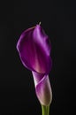 Artistic photo close-up to beatiful romantic calla lilly flower over black background Royalty Free Stock Photo