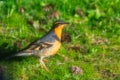 Artistic Photo of Curious Robin Royalty Free Stock Photo