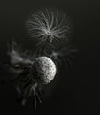 Dandelion isolated in dark background. Spring concept. Artistic photo of dandellion Royalty Free Stock Photo