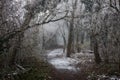 Artistic photo of a frosty forest with a foggy pathway. Misty landscape