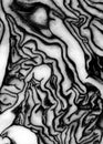 Artistic photo oc cabbage come up, cabbage vegetable details close up in artistic black and white photo