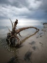 Artistic photo of stranded tree