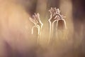 Artistic photo with very soft focus. Spring flowers dream-grass in a misty haze in the early morning Royalty Free Stock Photo