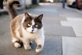 Artistic photo of a white and grey hairy street cat walking on the concrete pavement towards the camera and looking at camera.