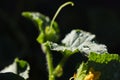 Zucchini Leaf with water drops Royalty Free Stock Photo