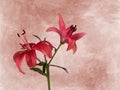 Artistic pink lily flower on pretty background.