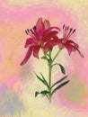 Artistic pink lily flower on pretty background. Painterly, watercolour effect.