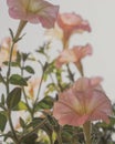 artistic pink petunia flowers in the garden Royalty Free Stock Photo