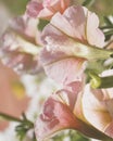 artistic pink petunia flowers in the garden Royalty Free Stock Photo