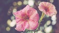 artistic pink petunia flowers in the garden Royalty Free Stock Photo