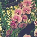 artistic pink phaleanopsis orchids in the garden