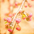 Artistic Pink Spring Buds
