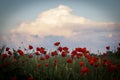 ARTISTIC POPPIES LANDSCAPE