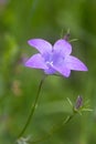 Artistic portait with bokeh background of a harebell campanula rotundifolia in a mountain meadow Royalty Free Stock Photo