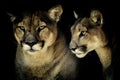 Artistic portrait of a Cougar or mountain lion or Puma Concolor isolated in black background Royalty Free Stock Photo