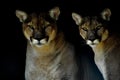 Artistic portrait of a Cougar or mountain lion or Puma Concolor isolated in black background Royalty Free Stock Photo