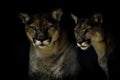 Artistic portrait of a Cougar or mountain lion or Puma Concolor isolated in black background Royalty Free Stock Photo