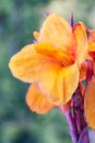 Artistic portrait orange canna indica flower with blurred bokeh background