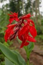 Artistic portrait photo of a red Canna Indica flower with dark blurry background. Water drops on petals. Closeup shot of Canna Royalty Free Stock Photo
