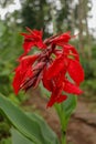 Artistic portrait photo of a red Canna Indica flower with dark blurry background. Water drops on petals. Closeup shot of Canna Royalty Free Stock Photo