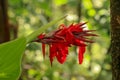 Artistic portrait photo of a red Canna Indica flower with dark blurry background. Water drops on petals. Closeup shot of Canna Royalty Free Stock Photo