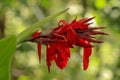 Artistic portrait photo of a red Canna Indica flower with dark blurry background. Water drops on petals. Closeup shot of Canna Royalty Free Stock Photo