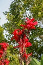 Artistic portrait photo of a red Canna Indica flower with dark blurry background. Water drops on petals. Closeup shot of Canna Royalty Free Stock Photo