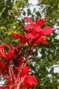 Artistic portrait photo of a red Canna Indica flower with dark blurry background. Water drops on petals. Closeup shot of Canna Royalty Free Stock Photo