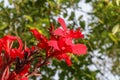 Artistic portrait photo of a red Canna Indica flower with dark blurry background. Water drops on petals. Closeup shot of Canna Royalty Free Stock Photo