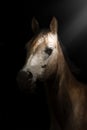 Artistic portrait of a young Purebred Arabian horse with black background Royalty Free Stock Photo