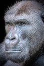 artistic portrait of a strong male gorilla